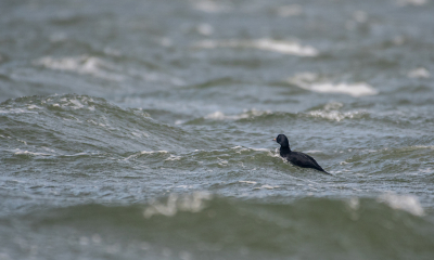 Bird picture: Melanitta nigra / Zwarte Zee-eend / Common Scoter