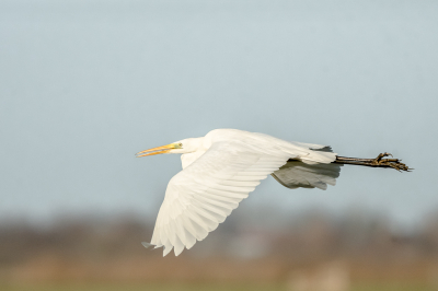 <i class='fa fa-user'></i> christina |   Grote Zilverreiger  <i class='fa fa-eye'> 337</i>   <i class='fa fa-comment-o'> 3</i>