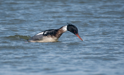 Bird picture: Mergus serrator / Middelste Zaagbek / Red-breasted Merganser