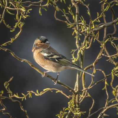Het licht van de dag scheen precies op de vink en dat geeft een mooi effect.