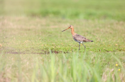 Bird picture: Limosa limosa / Grutto / Black-tailed Godwit