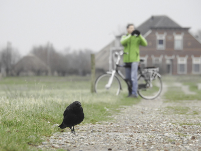 Bird picture: Corvus corone / Zwarte Kraai / Carrion Crow