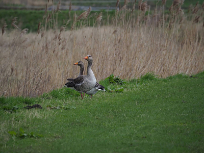 <i class='fa fa-user'></i> guido mwm | Grauwe Gans  <i class='fa fa-eye'> 61</i>   <i class='fa fa-comment-o'> 2</i>