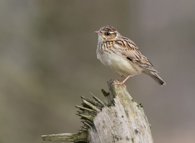 Bird picture: Lullula arborea / Boomleeuwerik / Woodlark