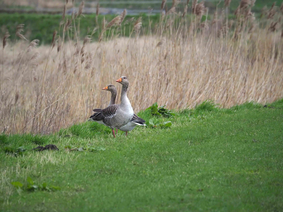 <i class='fa fa-user'></i> guido mwm |   Grauwe Gans  <i class='fa fa-eye'> 500</i>  <i class='fa fa-thumbs-up'> 4</i>   <i class='fa fa-comment-o'> 8</i>