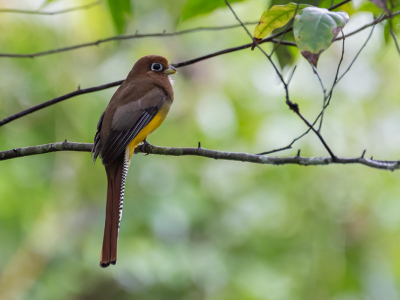 Persoonlijk vind ik de trogons een van de mooist soorten in CR. Helaas zijn de meeste opnames te ver van onder naar mijn smaak. Hier lukte het een keer enigszins op ooghoogte. Een vrouwtje, die ik stiekem mooier vind dan haar echtgenoot, dus dat kwam goed uit &#128521;.

Deze trogon soort is onlangs gesplit. De huidige naam is trogon tenellus (northern black-throated trogon).