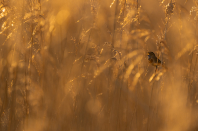 Bird picture: Luscinia svecica / Blauwborst / Bluethroat