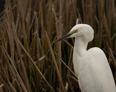 <i class='fa fa-user'></i> Truus Aletta Maan | Grote Zilverreiger  <i class='fa fa-eye'> 23</i>   <i class='fa fa-comment-o'> 1</i>