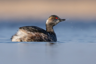 Bird picture: Podiceps nigricollis / Geoorde Fuut / Black-necked Grebe