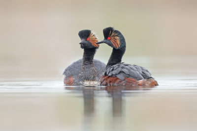 Podiceps nigricollis / Geoorde Fuut / Black-necked Grebe