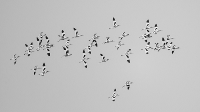 Op pad om wat watervogels te fotograferen maar helaas slecht 2 grutto's bij het Landje van Gruijters. Wel heel veel kluten, ik schat zeker 100, die gealarmeerd, een kleine vluchtshow gaven.