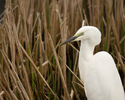 Deze reiger in broedkleed, bleef een momentje staan zodat ik zelfs een close-up van hem kon maken. Dat is wel uniek voor een zilverreiger.