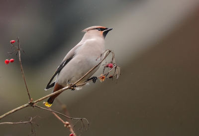 Bird picture: Bombycilla garrulus / Pestvogel / Bohemian Waxwing