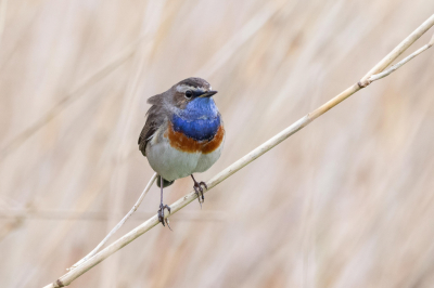 Bird picture: Luscinia svecica / Blauwborst / Bluethroat