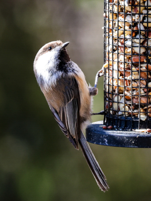 Poecile cinctus / Bruinkopmees / Grey-headed Chickadee