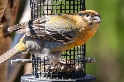 Pinicola enucleator / Haakbek / Pine Grosbeak