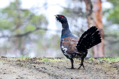 Tetrao urogallus / Auerhoen / Western Capercaillie