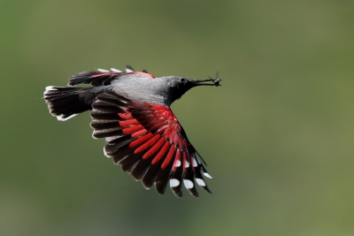 Tichodroma muraria / Rotskruiper / Wallcreeper