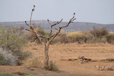 Lamprotornis nitens / Roodschouderglansspreeuw / Cape Starling Lamprotornis nitens / Roodschouderglansspreeuw / Cape Starling