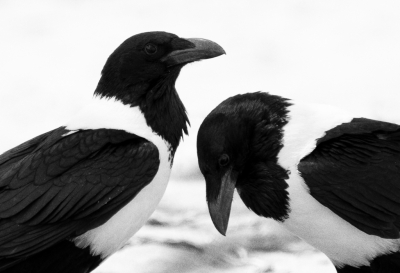 Corvus albus / Schildraaf / Pied Crow