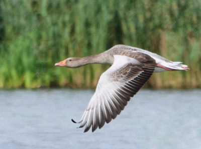 Anser anser / Grauwe Gans / Greylag Goose