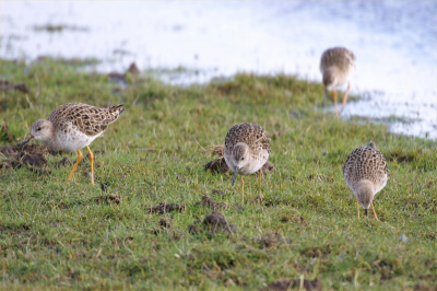 nog niet veel kemphanen gezien op B.P Alkmaardermeer is nog 1 van de weinige plaatsen waar deze vogel redelijk voorkomt.
500mm 00iso F6.7 1/125