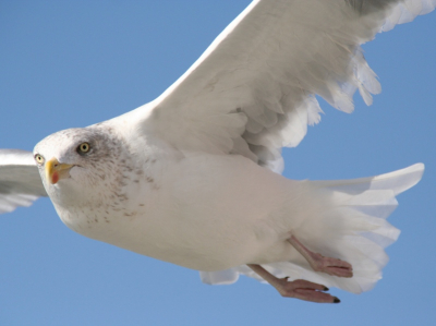 nog in afwachting van mijn bestelde 400mm 5.6 op weg naar texel hield de veerdienst wel wat mee om met 200 mm te fotograferen.
Wie kijkt er nu naar wie ?
canon 350d; tamron 18 -200 bij 200 mm; F 7.1; 1/1600;  400 iso