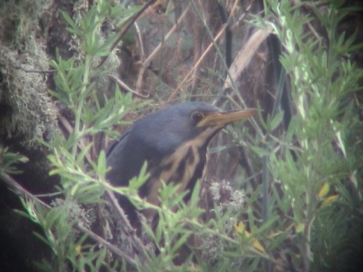 My "best ever" bird in western palearctic. I'll remember this moment for a long long long time ...... 
It is a picture from video footage.