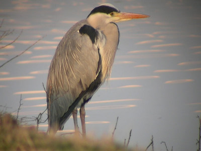 <i class='fa fa-user'></i> Daan Schoonhoven | Blauwe Reiger  <i class='fa fa-eye'> 920</i>  <i class='fa fa-thumbs-up'> 1</i>   <i class='fa fa-comment-o'> 0</i>