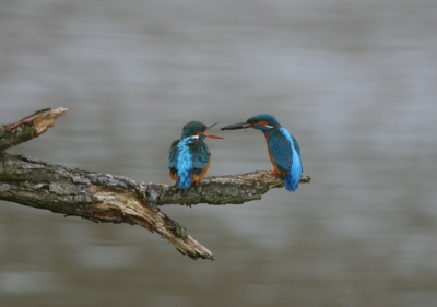 Canon EOS 300D, Canon EF100-400, 2.0 x extender