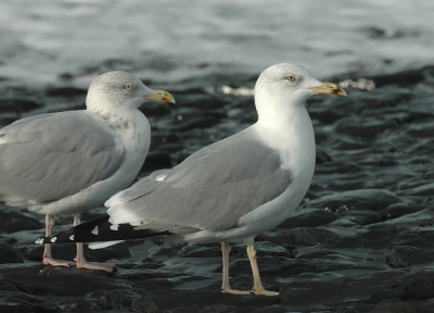 Een subadulte vrouwelijke geelpootmeeuw in de regen.
Ik had iig geen moeite om de vogel niet over te belichten.