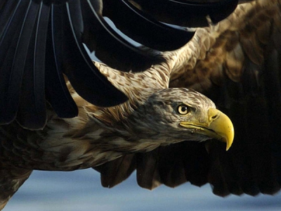 Haliaeetus albicilla / Zeearend / White-tailed Eagle
