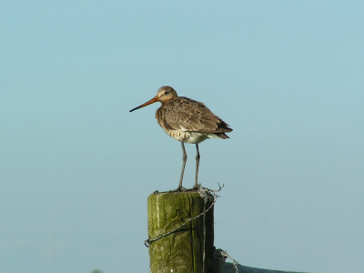 Als je gaat spitten in oudere foto's kom je soms wel aardige plaatjes tegen. Deze grutto verdedigde zijn nest goed, maar nam vermoeide even een pauze...