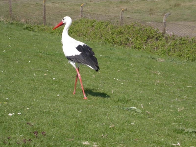 terwijl we even op een bankje zaten kwam deze ooievaar voorbij gelopen.