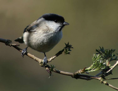 Vanmorgen deze glanskop gefotografeerd in onze tuin.
Focus 300mm  iso-200
1/320sec.  F7.1
Compens. -1 stap