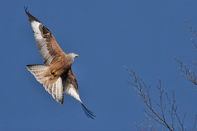 Zit je in de auto ,zie je een Rode Wouw recht op je afkomen,
tegen die tijd dat je er dan uit bent en ook nog af kunt drukken,vertonen de vogels meestal een schrikreactie.
gelukkig is ook de onderkant van een Rode Wouw het aanzien waard.
  400mm, Iso 200,-1/3stop.- 5.6.- 2000ste sec.