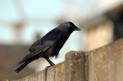 Deze kauw stond te wachten totdat ik hem even op de foto zette.

(Iets verscherpt)
300mm; 1/500; F6.3;ISO200
Nikon D70s + AF Zoom-Nikkor 70-300 f/4-5.6G