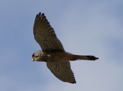 Gemaakt met Dynax 5D  in de Wageningse uiterwaarden.
Focus 300mm  iso-200
1/1250sec  F9.0
Compens. -0,7 stap