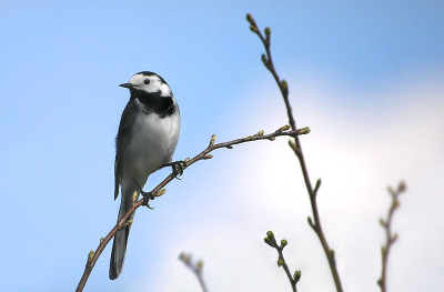 Vandaag de kans gekregen om deze Kwikstaart goed vast te leggen. Foto is genomen met de Canon Eos 10D - Sigma 70-300mm APO. 

De foto eerst wat onderbelicht, om de kwikstaart goed te kunnen fotograferen. Het is erg snel dat het witte uitbleekt bij deze vogels, en dan is de foto alsnog mislukt. Dit wilde ik voorkomen..

Bij thuiskomst met photoshop de foto lichter gemaakt, waardoor het witte nu niet gebleekt is. Ik ben zelf over de foto best tevreden..