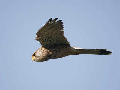 op de terugweg door de ooipolder bleef deze torenvalk mooi in de buurt van mijn auto jagen. Gefotografeerd vanuit de auto met rijstzak. ISO 100 | 1/320 f6.3 | 500mm