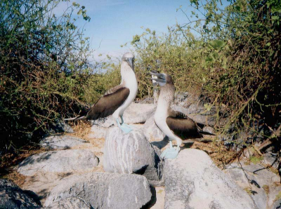 Het was een unieke ervaring om langs (en soms tussen)baltsende genten (door) te lopen. Op de Galpagos eilanden kan dit allemaal, hoewel er zeer strenge regels zijn.
Scan van foto van dia (scan verder niet gecropt).