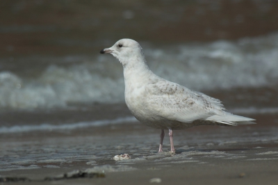 Wat mij betreft een van de mooiste meeuwen. De vogel is inmiddels al aardig bleek aan het worden. Er was fel licht maar hier werd het wat getemperd door wat sluierbewolking.

Iets gecropt tbv de compositie. Vanaf eenpoot.