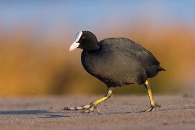 Het zachte warme licht maakte de achtergrond mooi en de belichting van de meerkoet voor de verandering eens te doen. De stank van de ganzenstront waar ik een halfuur in heb mogen baden is er gelukkig niet aan af te zien.

20D, 500/4 IS + 1,4x, -2/3 stop om het wit te behouden.