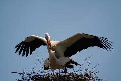 de 2 ooievaars waren wel erg lief voor elkaar
TV: 1/800   AV   5,6  ISO 100, lengte 400 mm