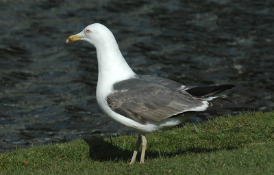 Deze 3e zomer vogel probeert zich staande te houden temiddenvan het adulte geweld om het stadseten!