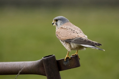 Nadat ik deze week meerdere malen dit prachtige mannetje heb geobserveerd is hij redelijk aan mij gewent. Zo mag ik elke dag een metertje dichter bij komen.

Canon EOS 300D
Sigma 80-400 OS EX

400mm 
F 7.1
1/200
ISO 200