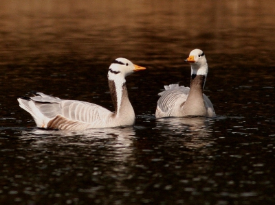 misschien een broedpaar voor het komende seizoen ?
canon 350d, 400mm, f6.3, 1/2500