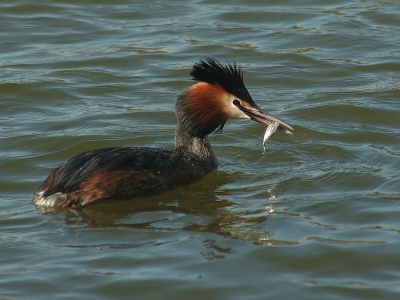 Had gisteren een erg goede fotografiedag. Drie duikende vogelsoorten die alle drie met een visje boven kwamen vlak voor de hut. Hier is nr. 1.