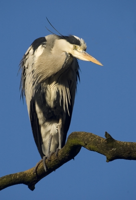 Blauwe reigers zijn liever lui dan moe. Deze zit te wachten tot de pelikanen in de dierentuin gevoerd worden, zodat hij zijn visje mee kan pakken