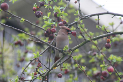 Eindelijk vogels dichtbij! Ik hoorde dat ze heel tam waren en dat waren ze ook. Eindelijk niet al te veel last van de afstand. Ben er erg blij mee. Tips over bewerking en andere camera instellingen erg welkom